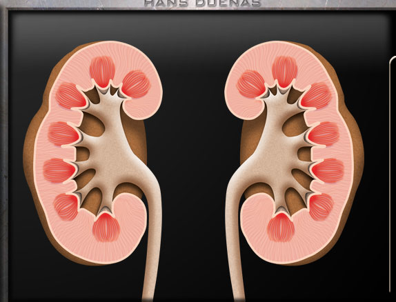 kidney